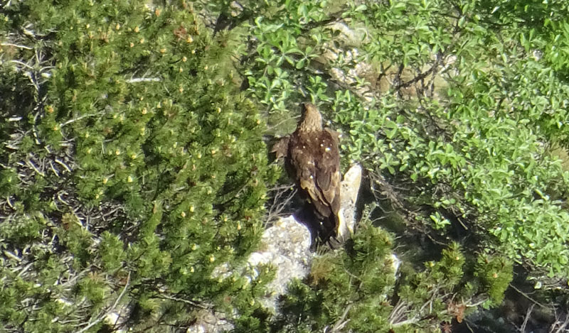 Aquila appostata......